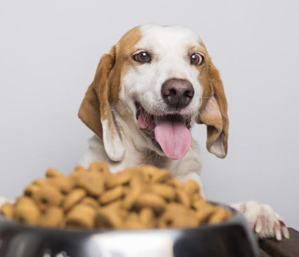 Projeto arrecada ração, medicamentos e itens para cães e gatos; saiba como ajudar