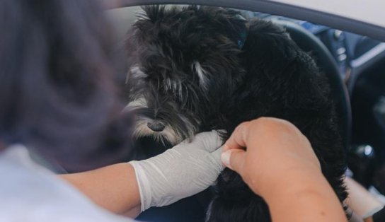 Campanha de vacinação antirrábica será iniciada nesta segunda-feira em Salvador; veja onde levar seu bichinho  