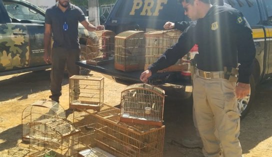 Aves que estavam "à beira da estrada" são soltas pela PRF no interior da Bahia  