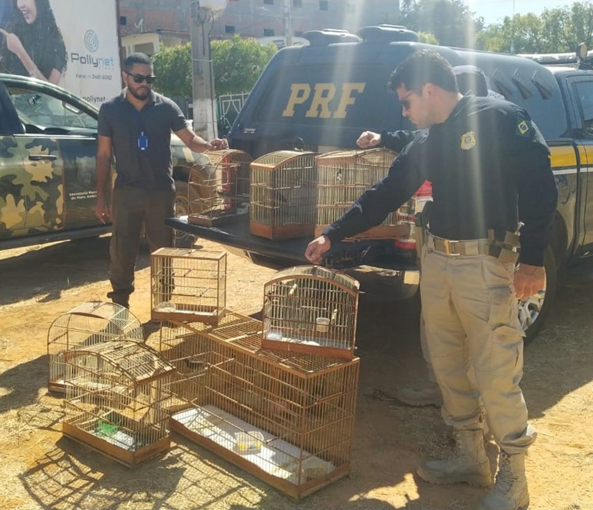 Aves que estavam "à beira da estrada" são soltas pela PRF no interior da Bahia  