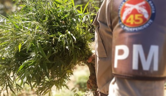 Mais de 28 mil pés de maconha são encontrados no interior do estado; plantação contava com sistema de irrigação