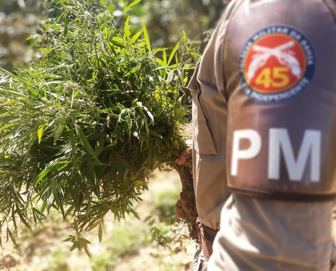 Mais de 28 mil pés de maconha são encontrados no interior do estado; plantação contava com sistema de irrigação