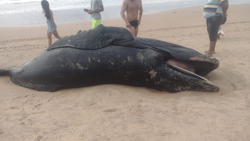 Baleia Jubarte filhote é encontrada morta na praia de Ipitanga, em Lauro de Freitas