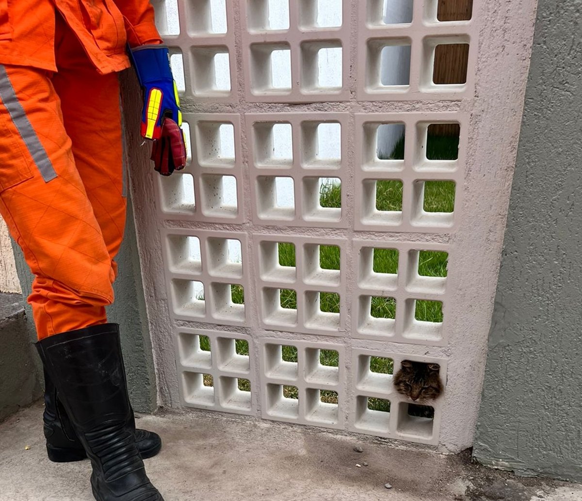 Gatinho fica com cabeça presa em muro, é resgatado e foge em seguida; felino não teve ferimentos 