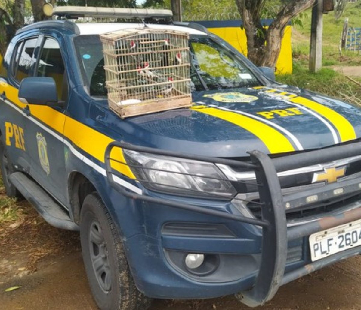 Pássaros encontrados dentro de porta-malas são resgatados no município de Santo Estevão 