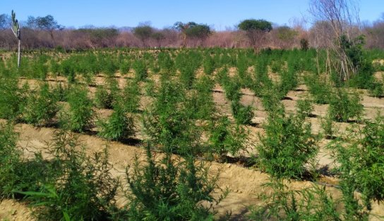 Mais de 30 mil pés de maconha são destruídos no município de Muquém do São Francisco; dois suspeitos seguem foragidos 