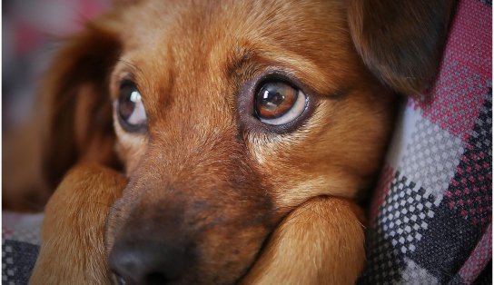 Cachorros de estimação na Coreia do Norte virarão carnes em restaurantes ou atrações de zoológico, ordena ditador  