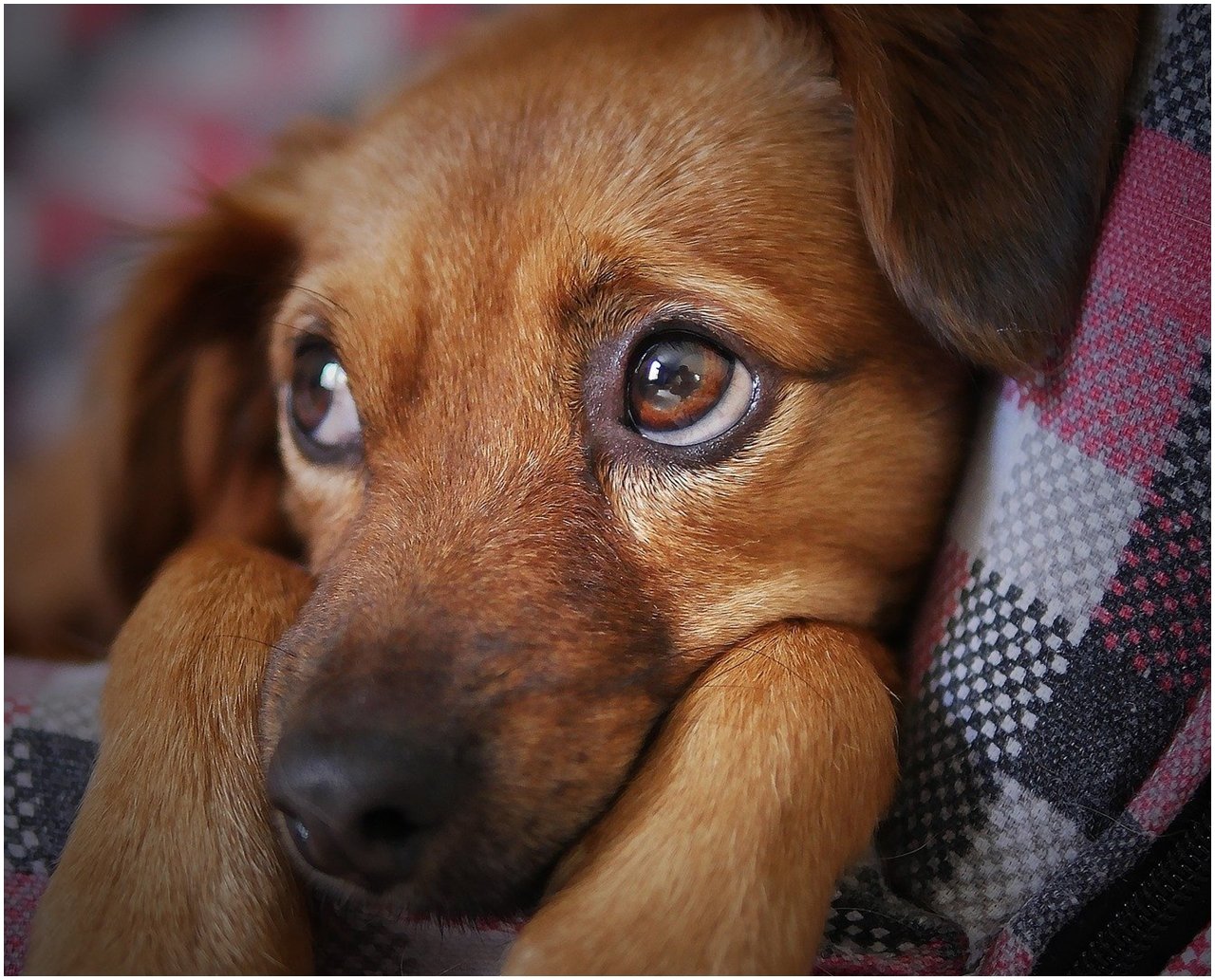 Cachorros de estimação na Coreia do Norte virarão carnes em restaurantes ou atrações de zoológico, ordena ditador  