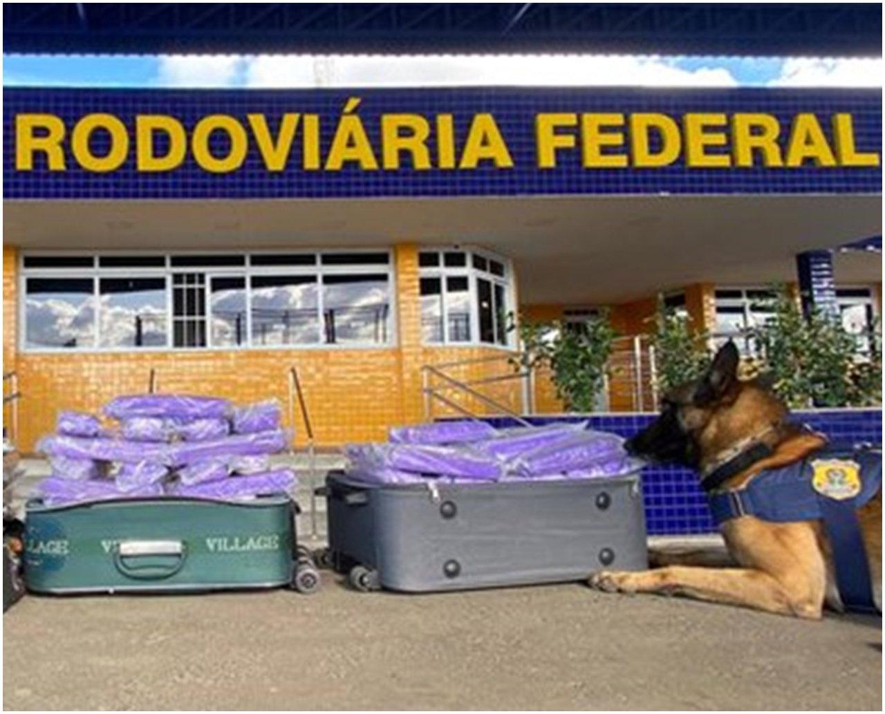 Cães farejadores da PRF auxiliam na apreensão de mais de 58 Kg de maconha em Vitória da Conquista