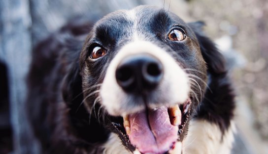 Campanha de Vacinação Antirrábica para cães e gatos continua em Lauro de Freitas neste final de semana; confira os locais