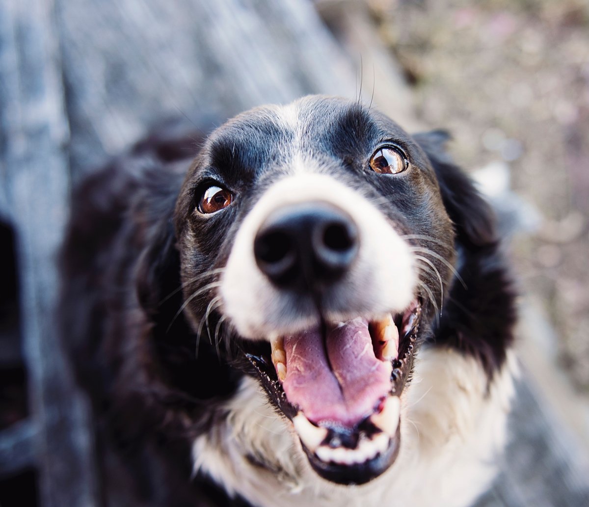 Campanha de Vacinação Antirrábica para cães e gatos continua em Lauro de Freitas neste final de semana; confira os locais