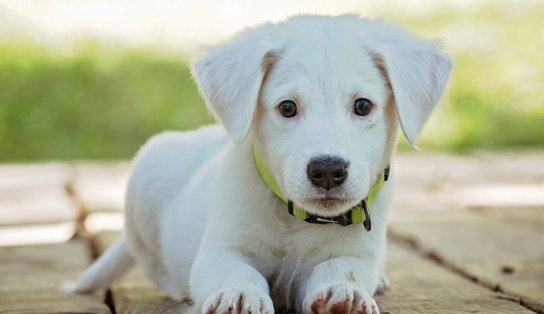 Feira de adoção de cães acontece em shopping de Salvador neste sábado