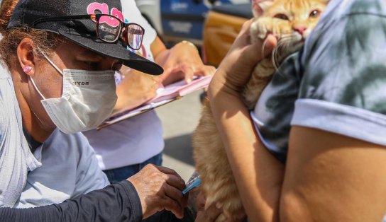 Vacinação antirrábica para cães e gatos segue neste fim de semana em Salvador; veja locais