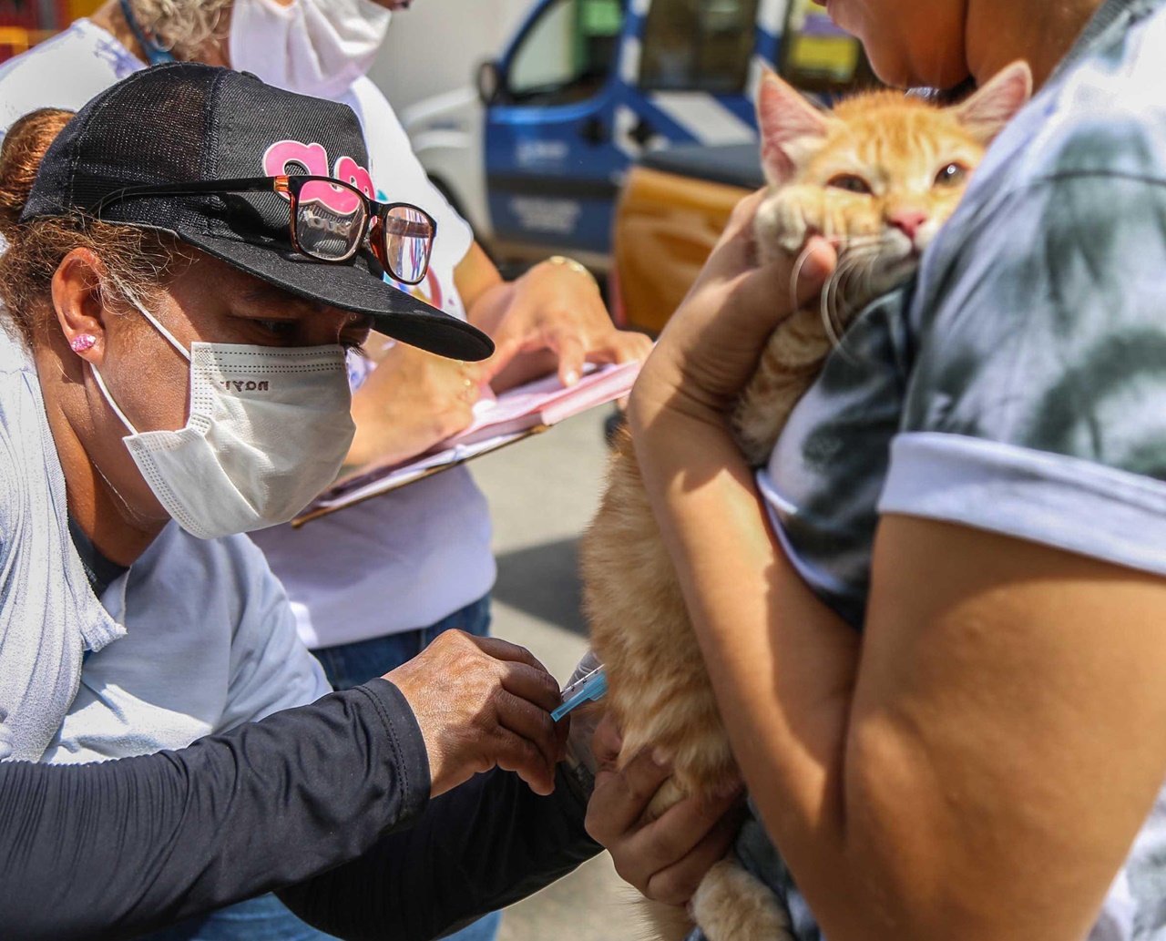 Vacinação antirrábica para cães e gatos segue neste fim de semana em Salvador; veja locais