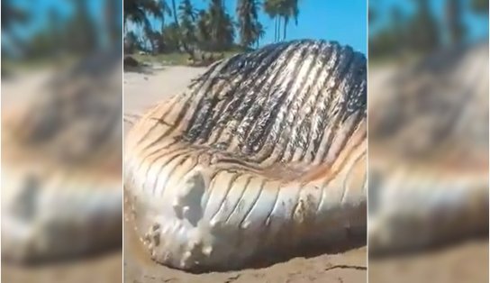 Baleia de 12 metros encalha na Ilha de Itaparica e moradores reclamam do mau cheiro; veja vídeo 