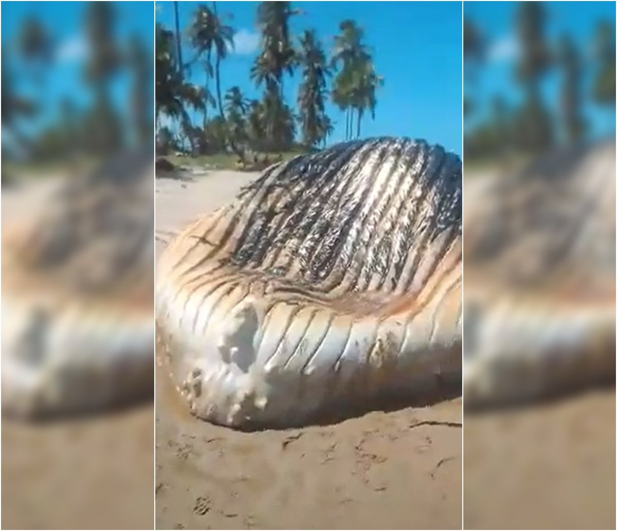 Baleia de 12 metros encalha na Ilha de Itaparica e moradores reclamam do mau cheiro; veja vídeo 