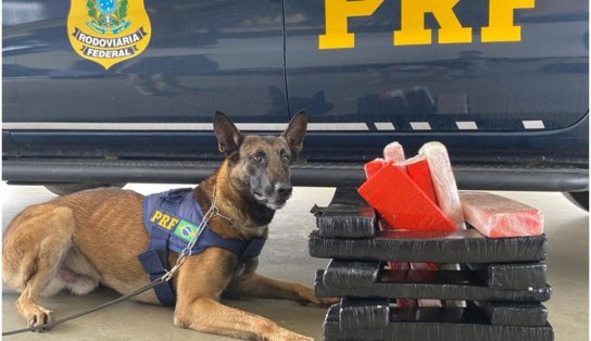 Com auxílio de cães, PRF apreende quase  27 kg de maconha em Vitória da Conquista 