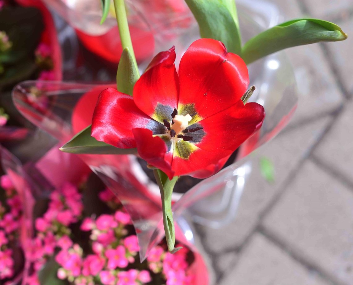 No mês da primavera, Caravana das Flores distribui mudas por bairros de Salvador