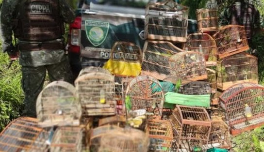 Armas utlizadas para caça ilegal de aves são apreendidas e pássaros são soltos no Sul da Bahia