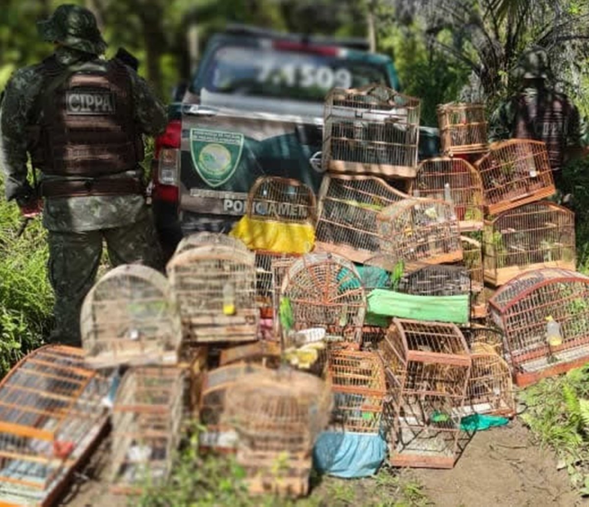 Armas utlizadas para caça ilegal de aves são apreendidas e pássaros são soltos no Sul da Bahia