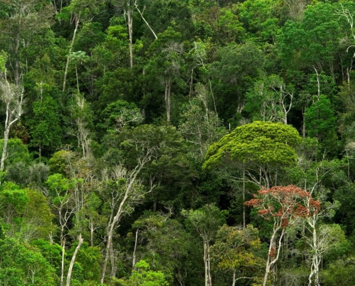 Bahia é o estado que mais derrubou Mata Atlântica no Brasil em 2022, aponta levantamento