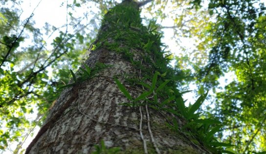 Iniciativa popular cria Projeto de Lei em defesa da Amazônia; saiba mais