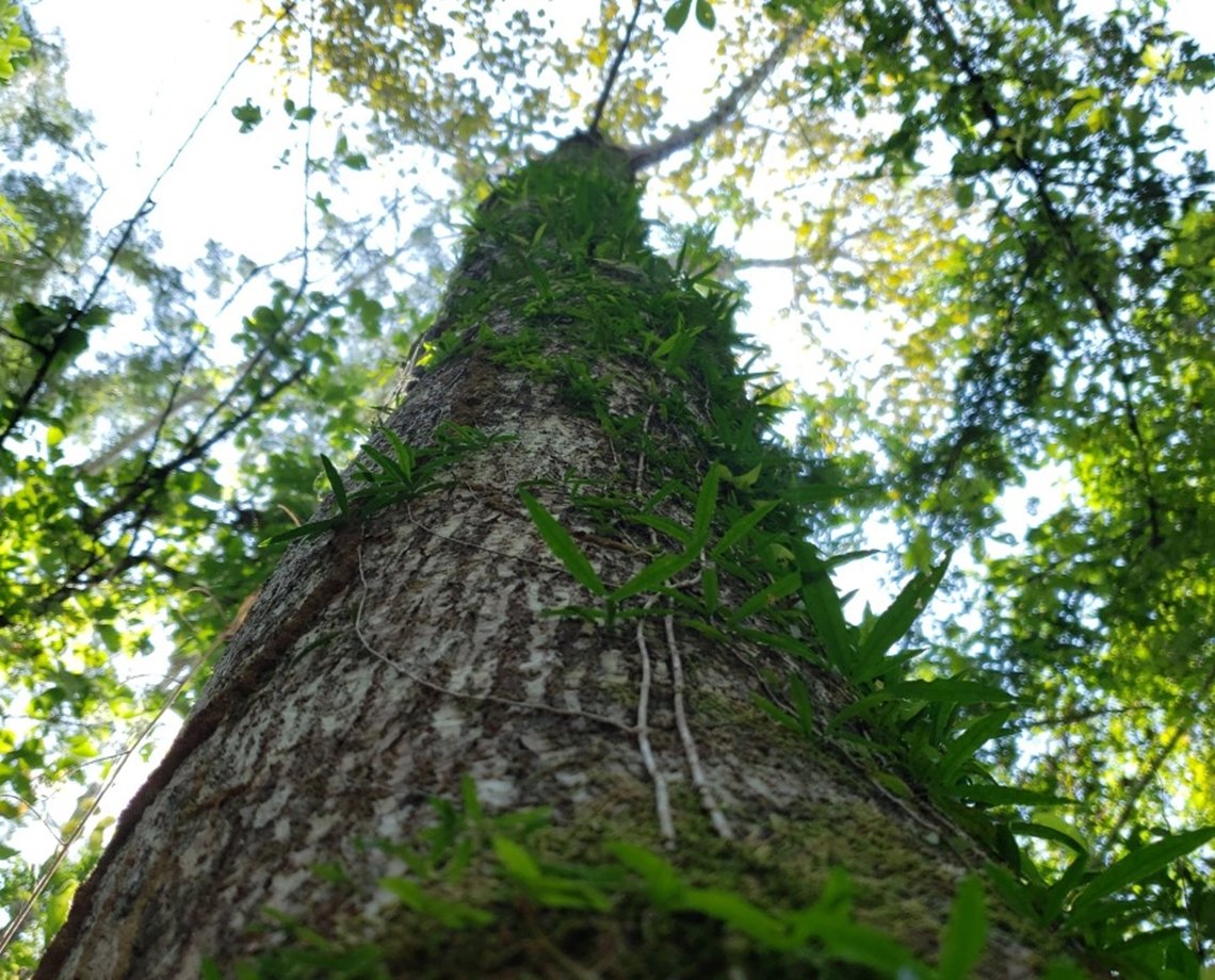 Iniciativa popular cria Projeto de Lei em defesa da Amazônia; saiba mais