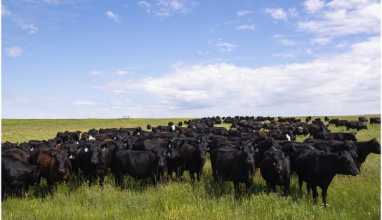   Brasil se destaca entre os produtores de carne do mundo; saiba motivos