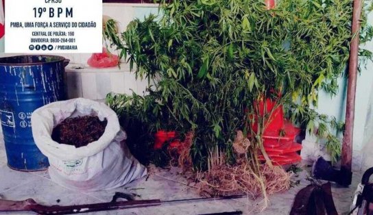 Um homem acaba preso e plantação com 1.500 mil pés de maconha é erradicada na Bahia; drogas estavam prontas para venda 