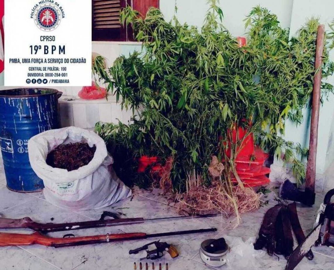 Um homem acaba preso e plantação com 1.500 mil pés de maconha é erradicada na Bahia; drogas estavam prontas para venda 