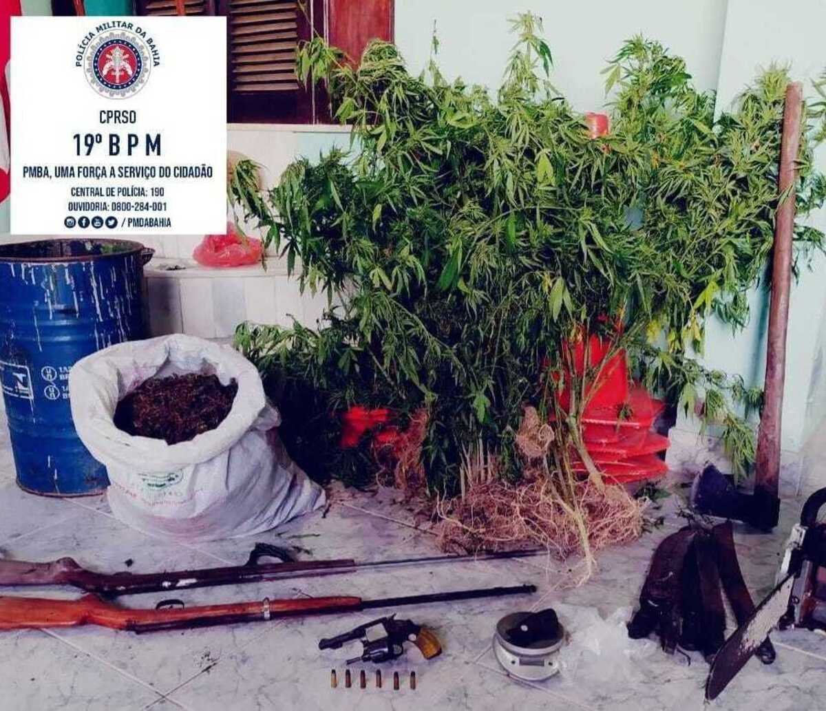 Um homem acaba preso e plantação com 1.500 mil pés de maconha é erradicada na Bahia; drogas estavam prontas para venda 