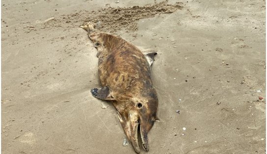 Banhistas encontram golfinho morto em praia de Salvador; animal estava em decomposição 