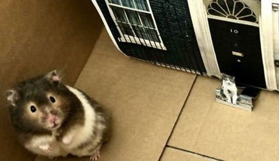 Família gasta cerca de R$ 21 mil para levar cinzas de hamster para o Havaí