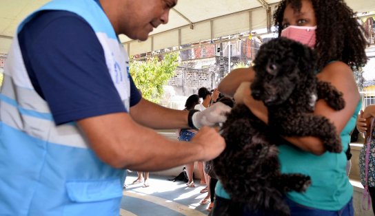 Campanha de vacinação antirrábica em Salvador entra na última semana