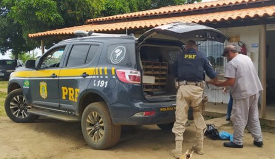 Aglomeradas em porta-malas, quase mil aves silvestres são resgatadas no sul da Bahia