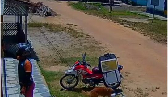 "Na surdina": doguinho caramelo furta comida e deixa motoboy no prejuízo; veja vídeo