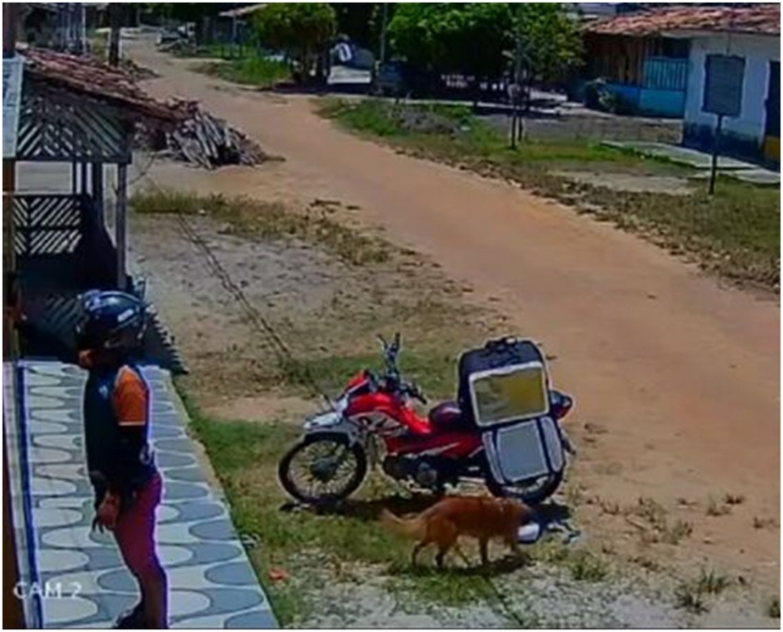 "Na surdina": doguinho caramelo furta comida e deixa motoboy no prejuízo; veja vídeo