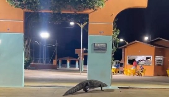 "A praça é nossa": Jacaré é visto andando livremente no centro da cidade do município de Caculé 