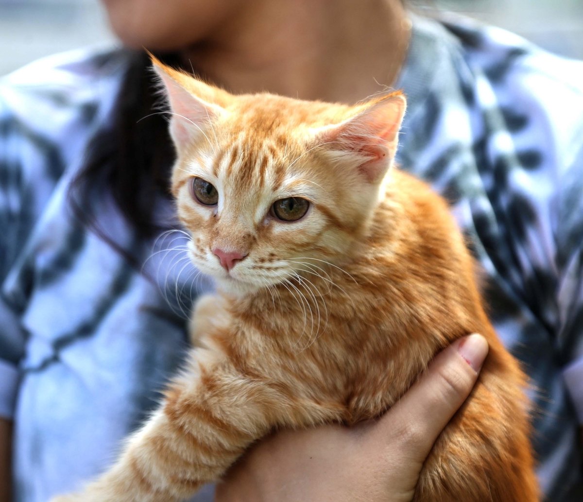 Cães e gatos poderão entrar em restaurantes e outros comércios em Salvador, garante Prefeitura   