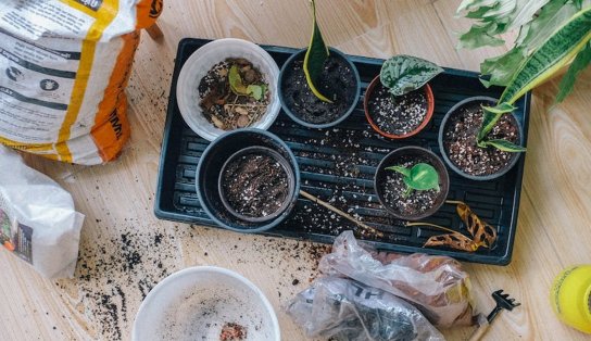 Projeto leva horta em escolas e estimula alimentação saudável de alunos