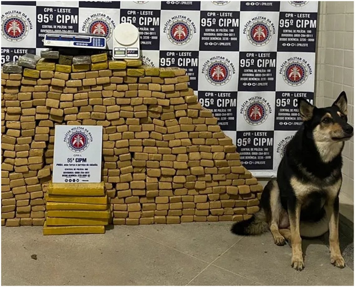 Polícia acha "QG" do tráfico com 500 kg de maconha na Região Metropolitana de Salvador  