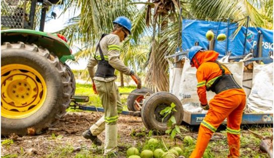 PepsiCo inicia cultivo de cacau em consórcio com coco-verde na sua fazenda de Kero Coco em Petrolina