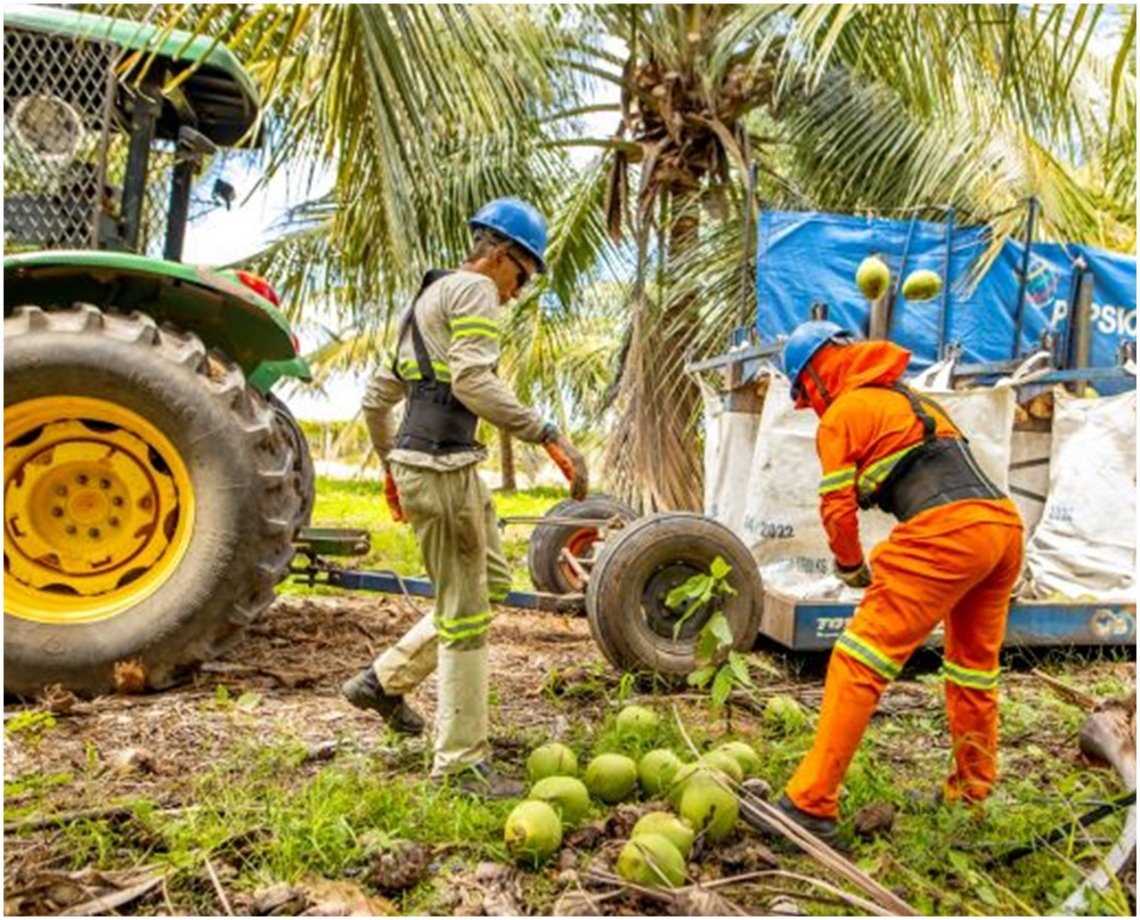 PepsiCo inicia cultivo de cacau em consórcio com coco-verde na sua fazenda de Kero Coco em Petrolina