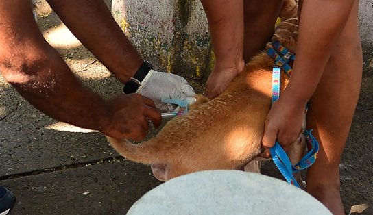 Olha o prazo! Vacinação antirrábica se encerra nesta sexta-feira; corra para vacinar seu pet