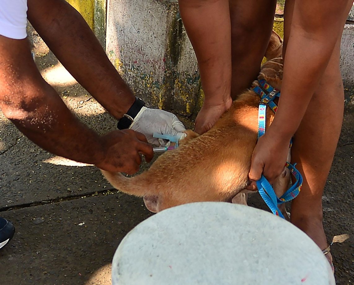 Olha o prazo! Vacinação antirrábica se encerra nesta sexta-feira; corra para vacinar seu pet