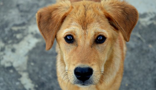 Anvisa proíbe distribuição de lotes de petiscos contaminados que mataram animais domésticos