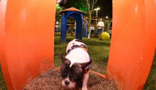 Dog Park: veja lista de locais gratuitos para brincar com seus cachorros em Salvador  