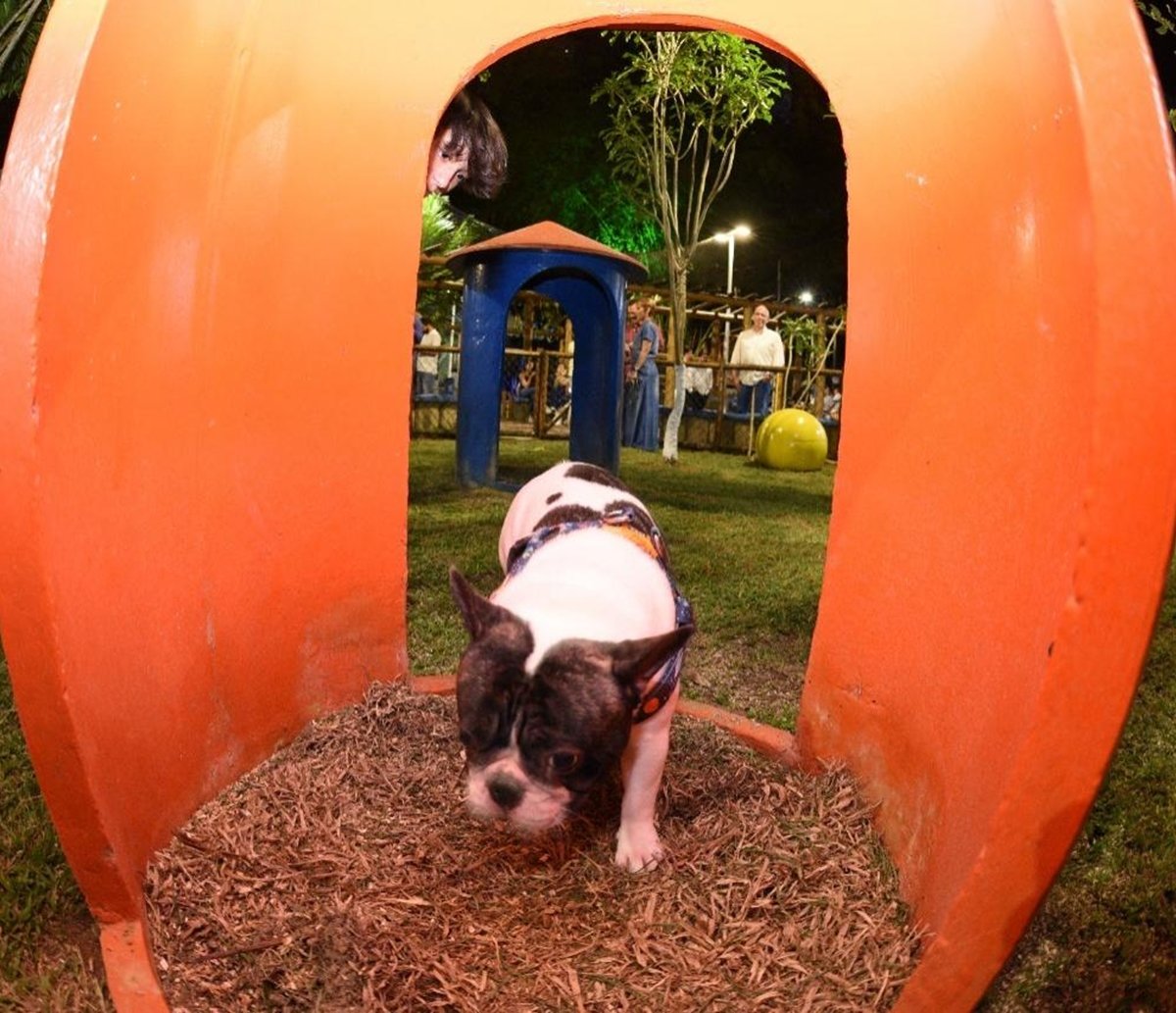 Dog Park: veja lista de locais gratuitos para brincar com seus cachorros em Salvador  