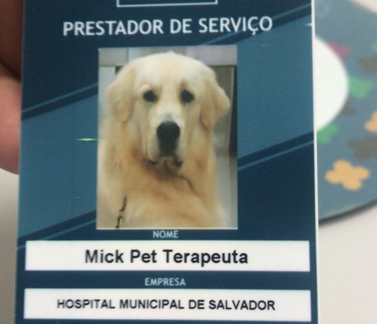 Conheça Mick, o cãozinho contratado para alegrar pacientes do Hospital Municipal de Salvador