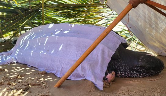 Bombeiros resgatam tartaruga encalhada em praia de Ilhéus; animal se recupera de escoriações 